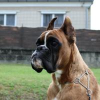 Boxer