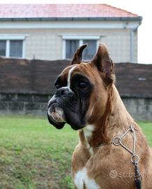 Boxer