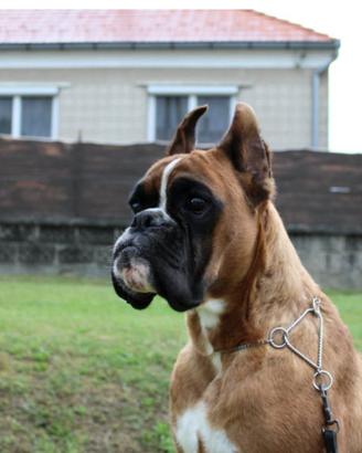 Cuccioli di Boxer