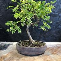 Bonsai pepe