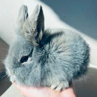 Coniglio nano Femmina