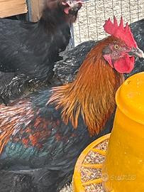 Gallo marans