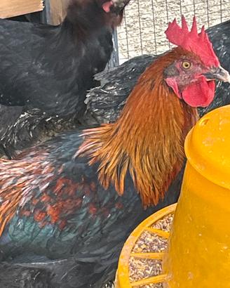 Gallo marans