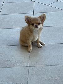Chihuahua pelo lungo con PEDIGREE ENCI