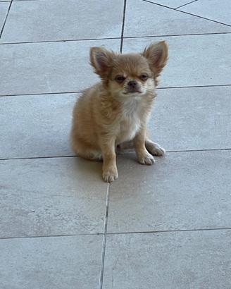 Chihuahua pelo lungo con PEDIGREE ENCI