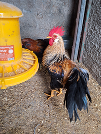 Galli di ornamentali