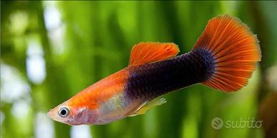 Guppy