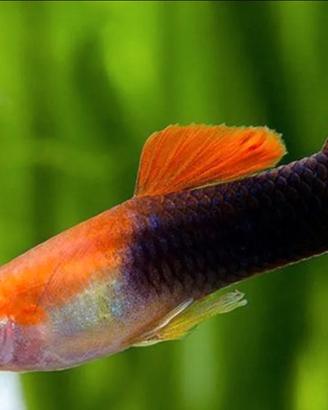 Guppy