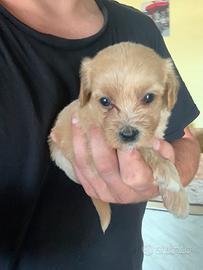 Maltipoo