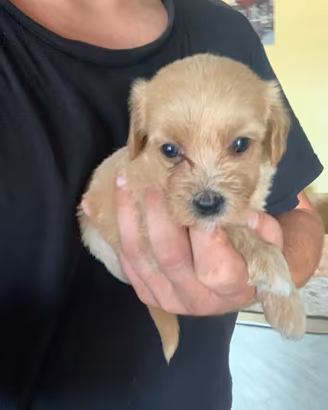 Maltipoo
