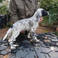 Vendita cuccioli setter inglese