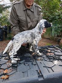 Vendita cuccioli setter inglese