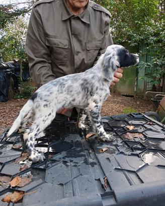 Vendita cuccioli setter inglese