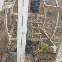 Galline e galli coronate