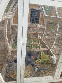 Galline e galli coronate