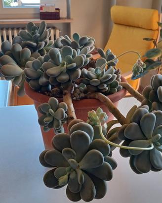 Pianta grassa in vaso grande