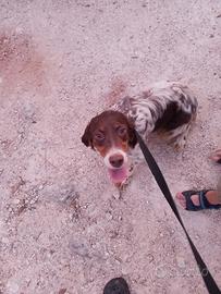Cane setter