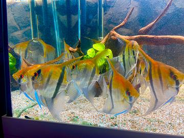 Acquario juwel 180 + 9 Manacapuru red beck