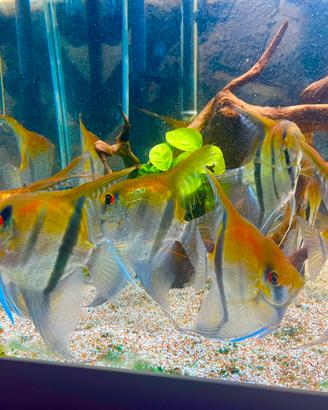 Acquario juwel 180 + 9 Manacapuru red beck