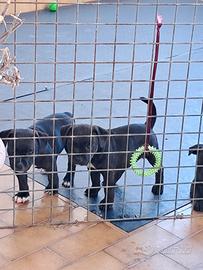 Staffordshirebullterrier staffy