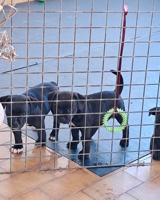 Staffordshirebullterrier staffy