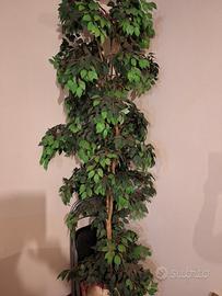 pianta  ficus benjamin