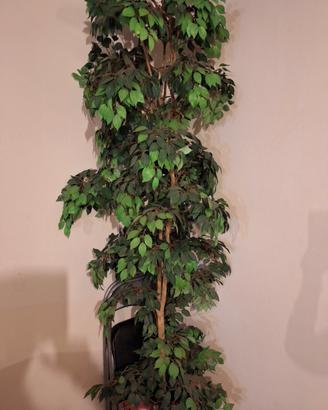 pianta  ficus benjamin