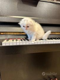 Gattino Scottish fold longhair