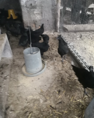 Galline Cemani