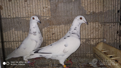 Viaggiatori bianchi è farfallati