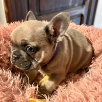 BUlldog francese