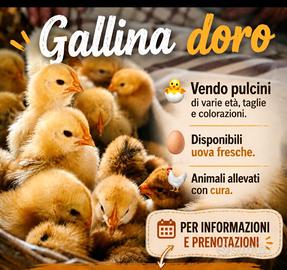 Pulcini