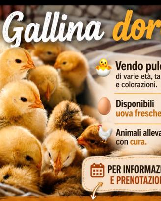Pulcini