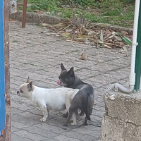 Chihuahua mini