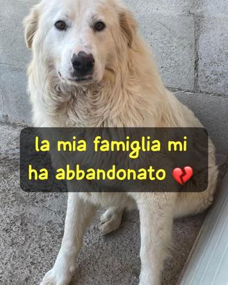Candy maremmana 3 anni ora e' in canile