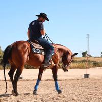 Quarter horse 9 anni con show record nel reining