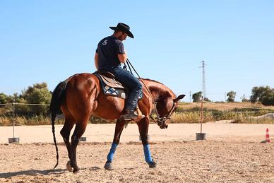 Quarter horse 9 anni con show record nel reining