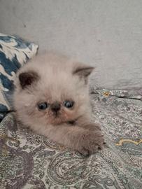 Cucciolo Exotic Shorthair