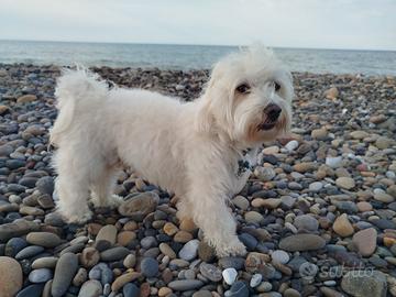 Maltese disponibile per fuga d'amore