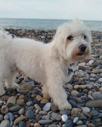 Maltese disponibile per fuga d'amore