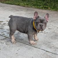 Bulldog francese lilac tan