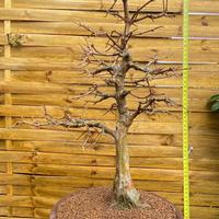 Bonsai acero tridente origine giappone