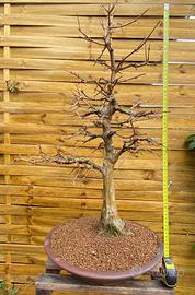 Bonsai acero tridente origine giappone