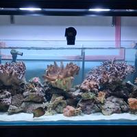 Acquario 