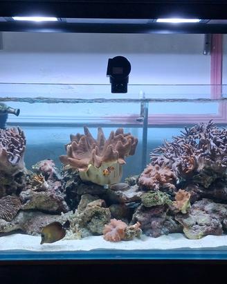 Acquario 