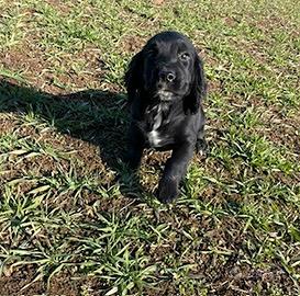 Cocker spaniel inglese