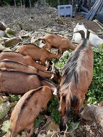 Capretti di razza camosciata