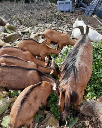 Capretti di razza camosciata
