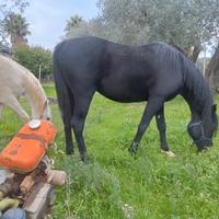 Cavallo Stallone