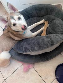 Incrocio husky- pastore belga